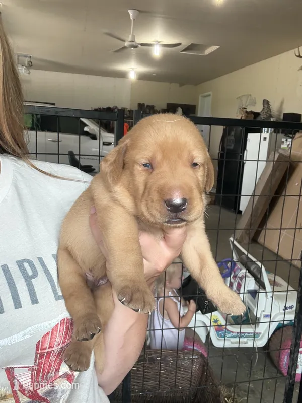 Red – Labrador Retriever puppy for sale in Litchfield, MN
