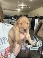 Red, a male Labrador Retriever for sale in Litchfield, MN – 1 of 3