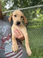 Houston , a male Labrador Retriever for sale in Litchfield, MN – 2 of 2