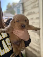 Red female 2, a female Labrador Retriever for sale in Litchfield, MN – 1 of 3