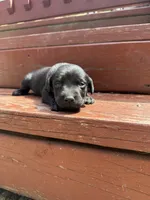 Oreo ball, a male Labrador Retriever for sale in Litchfield, MN – 2 of 7