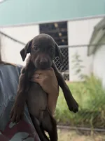 Fudge, a male Labrador Retriever for sale in Litchfield, MN – 1 of 2
