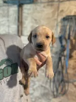 Snickers, a male Labrador Retriever for sale in Litchfield, MN – 2 of 6