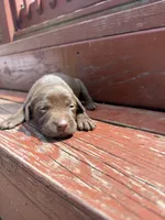 Twix , a female Labrador Retriever for sale in Litchfield, MN – 3 of 7