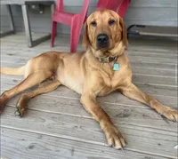 Red female 1, a female Labrador Retriever for sale in Litchfield, MN – 2 of 3