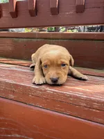 Bit-O-Honey, a female Labrador Retriever for sale in Litchfield, MN – 3 of 6