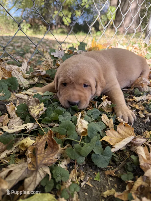 Red female 1 – Labrador Retriever puppy for sale in Litchfield, MN