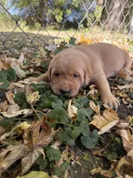 Red female 1, a female Labrador Retriever for sale in Litchfield, MN – 1 of 3