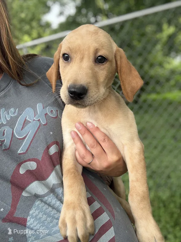 Houston  – Labrador Retriever puppy for sale in Litchfield, MN