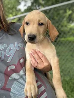 Houston , a male Labrador Retriever for sale in Litchfield, MN – 1 of 2
