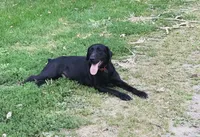 Reeses, a male Labrador Retriever for sale in Litchfield, MN – 4 of 6