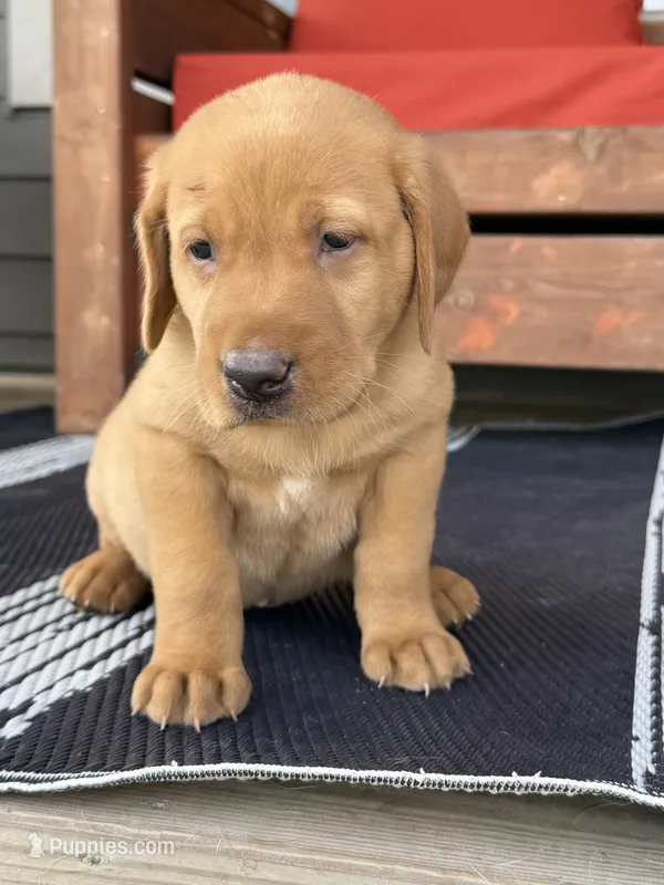 Red – Labrador Retriever puppy for sale in Litchfield, MN