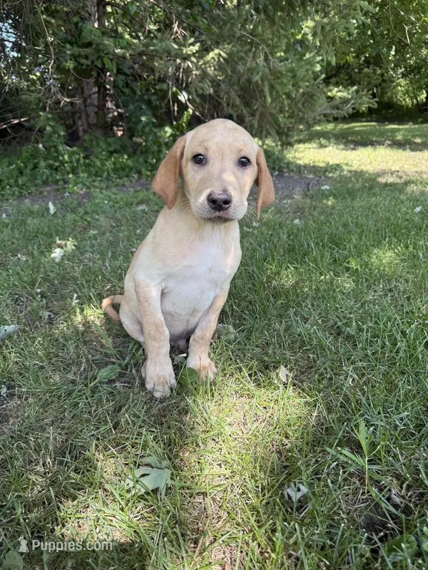 Houston  – Labrador Retriever puppy for sale in Litchfield, MN