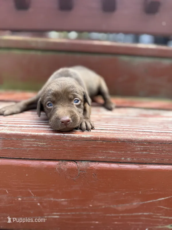 Twix  – Labrador Retriever puppy for sale in Litchfield, MN
