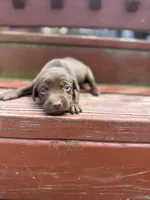 Twix , a female Labrador Retriever for sale in Litchfield, MN – 1 of 7
