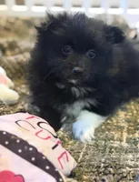 Bella, a female Pomeranian for sale in Avon Lake, OH – Photo 1 of 2