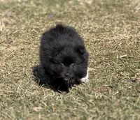 Bella, a female Pomeranian for sale in Avon Lake, OH – Photo 2 of 2