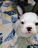 processed/0bcc0f21-f4be-46dd-aeaf-ef18ab5d4130/listing/61a1905b-5a9c-4711-8c35-7e254f066eff/3135a979-1499-4bab-a80f-b22fd3bf189b