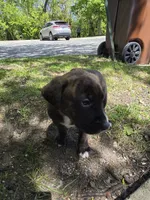 Pink, a female American Staffordshire Terrier and German Shepherd Dog for sale in Whiting, IN – 3 of 4