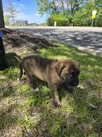 White, a female American Staffordshire Terrier and German Shepherd Dog for sale in Whiting, IN – 2 of 3
