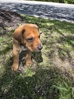 Black, a male American Staffordshire Terrier and German Shepherd Dog for sale in Whiting, IN – 4 of 5