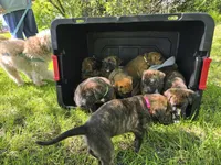 Black, a male American Staffordshire Terrier and German Shepherd Dog for sale in Whiting, IN – 5 of 5