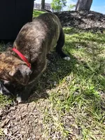 Red Girl, a female American Staffordshire Terrier and German Shepherd Dog for sale in Whiting, IN – 3 of 4