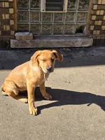 Black, a male American Staffordshire Terrier and German Shepherd Dog for sale in Whiting, IN – 8 of 8