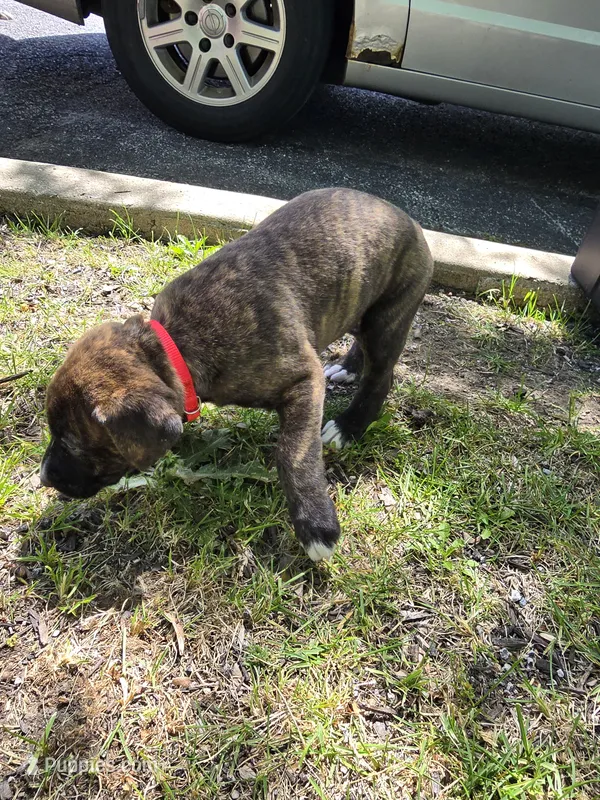 Red Girl – American Staffordshire Terrier, German Shepherd Dog puppy for sale in Whiting, IN