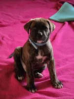 Blue, a male American Staffordshire Terrier and German Shepherd Dog for sale in Whiting, IN – 2 of 3