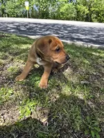 Black, a male American Staffordshire Terrier and German Shepherd Dog for sale in Whiting, IN – 2 of 5