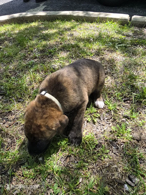 White – American Staffordshire Terrier, German Shepherd Dog puppy for sale in Whiting, IN