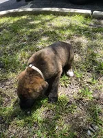 White, a female American Staffordshire Terrier and German Shepherd Dog for sale in Whiting, IN – 1 of 3
