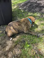 Blue, a male American Staffordshire Terrier and German Shepherd Dog for sale in Whiting, IN – 1 of 1