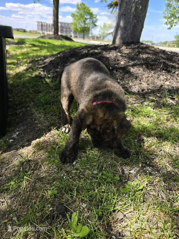 Pink – American Staffordshire Terrier, German Shepherd Dog puppy for sale in Whiting, IN