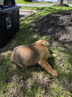 Yellow, a female American Staffordshire Terrier and German Shepherd Dog for sale in Whiting, IN – 2 of 4