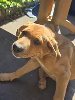 Black, a male American Staffordshire Terrier and German Shepherd Dog for sale in Whiting, IN – 7 of 8