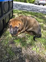 Light green, a male American Staffordshire Terrier and German Shepherd Dog for sale in Whiting, IN – 2 of 3