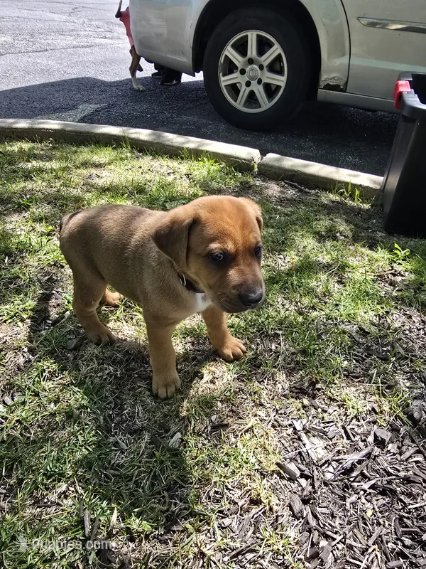 Black – American Staffordshire Terrier, German Shepherd Dog puppy for sale in Whiting, IN