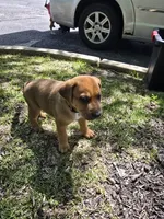 Black, a male American Staffordshire Terrier and German Shepherd Dog for sale in Whiting, IN – 1 of 5