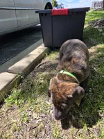 Green, a female American Staffordshire Terrier and German Shepherd Dog for sale in Whiting, IN – 3 of 4