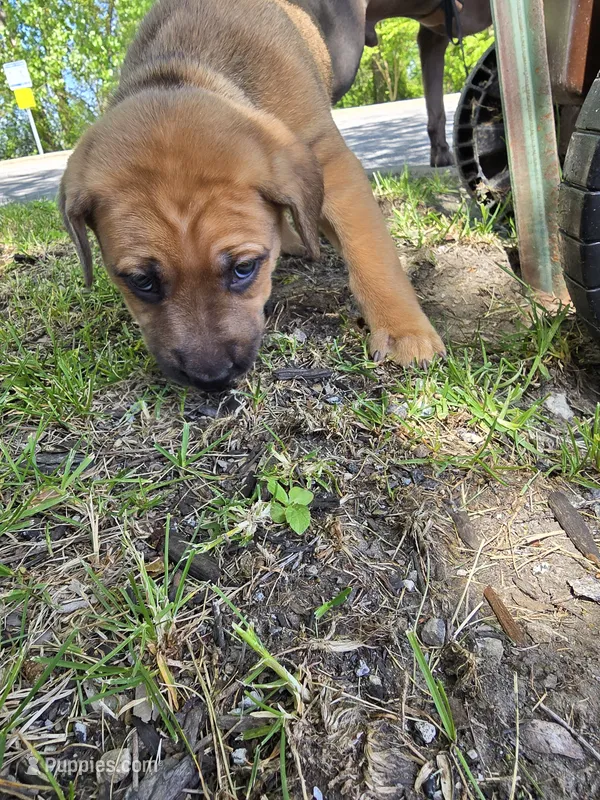 Yellow – American Staffordshire Terrier, German Shepherd Dog puppy for sale in Whiting, IN