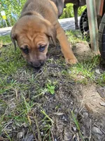 Yellow, a female American Staffordshire Terrier and German Shepherd Dog for sale in Whiting, IN – 1 of 4