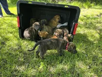 Red Girl, a female American Staffordshire Terrier and German Shepherd Dog for sale in Whiting, IN – 4 of 4