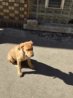 Black, a male American Staffordshire Terrier and German Shepherd Dog for sale in Whiting, IN – 6 of 8
