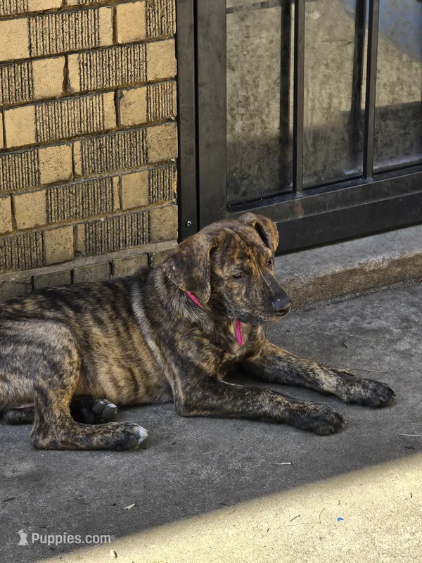 Pink – American Staffordshire Terrier, German Shepherd Dog puppy for sale in Whiting, IN
