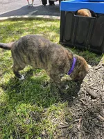 Purple, a female American Staffordshire Terrier and German Shepherd Dog for sale in Whiting, IN – 1 of 2