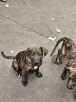 Green, a female American Staffordshire Terrier and German Shepherd Dog for sale in Whiting, IN – 7 of 7