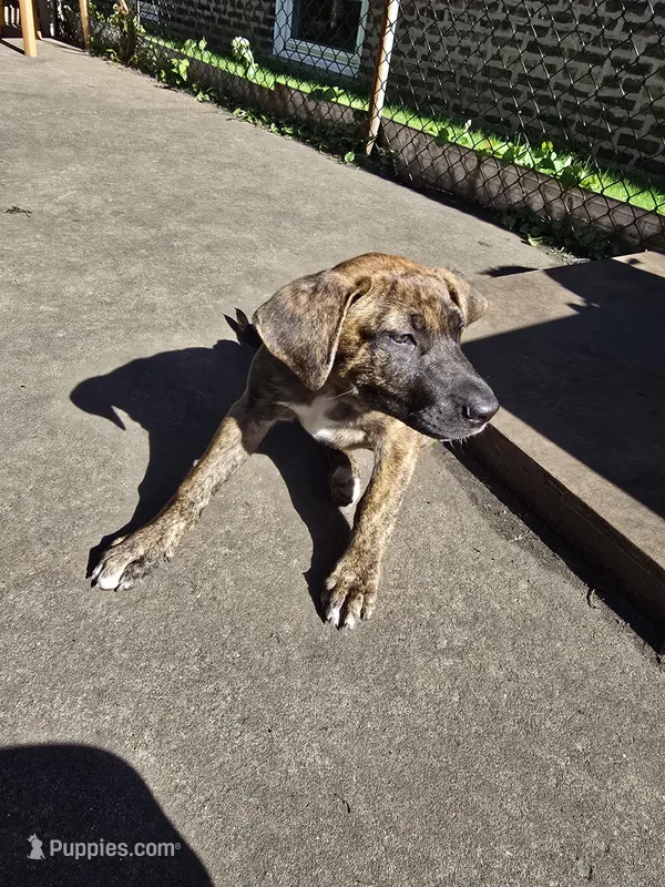 Purple – American Staffordshire Terrier, German Shepherd Dog puppy for sale in Whiting, IN