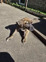 Purple, a female American Staffordshire Terrier and German Shepherd Dog for sale in Whiting, IN – 1 of 2